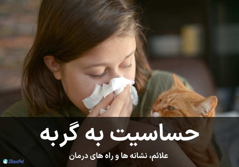 حساسیت به گربه، علائم، نشانه ها و راه های درمان