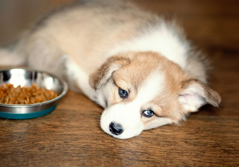 علت غذا نخوردن سگ و راه های درمان