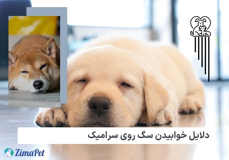 دلایل خوابیدن سگ روی سرامیک، آیا کف سرامیک برای سگ ها مضر است؟ 