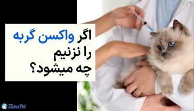 اگر واکسن گربه را نزنیم چه می شود؟