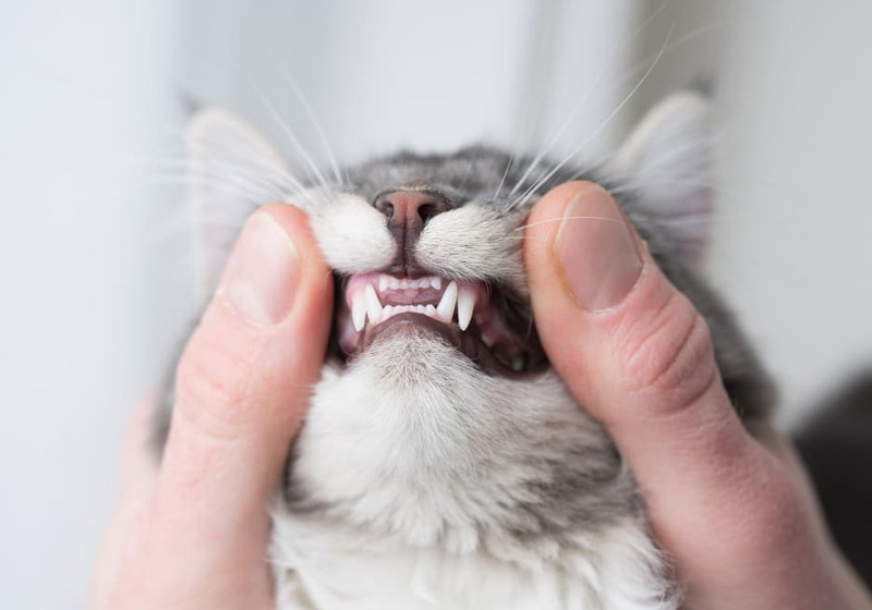 همه چیز درباره دندان گربه، شیوه نگهداری و تمیز کردن دندان گربه