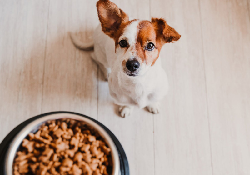 آیا غذای خشک برای سگ کافی است؟