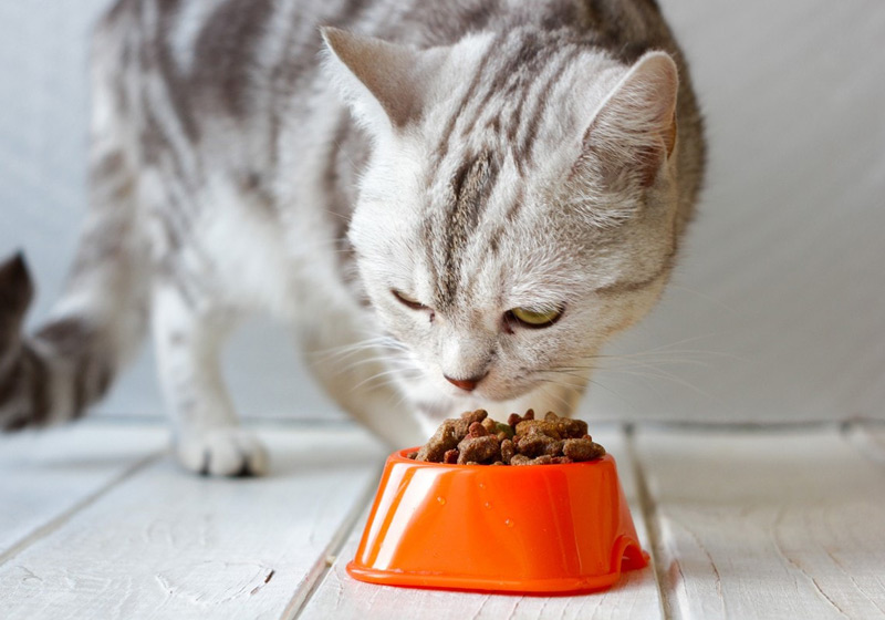 میزان غذای گربه و بچه گربه در روز چقدر است؟ 