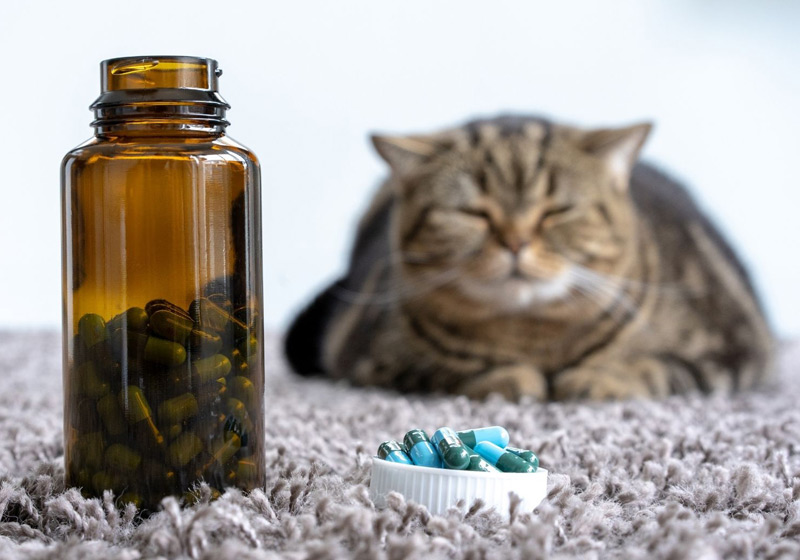 بهترین مولتی ویتامین برای گربه (راهنمای خرید مولتی ویتامین و مکمل گربه)