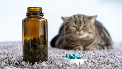 بهترین مولتی ویتامین برای گربه (راهنمای خرید مولتی ویتامین و مکمل گربه)