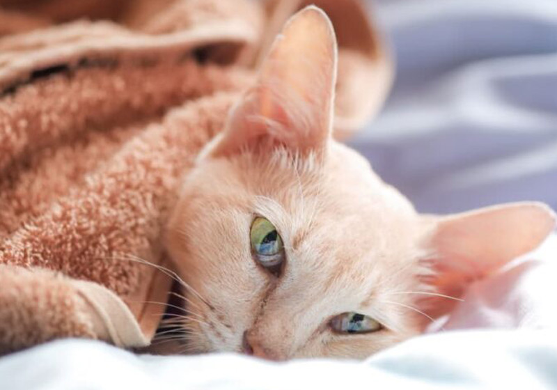 راههای تقویت بچه گربه ضعیف، بیمار و خواب آلوده 