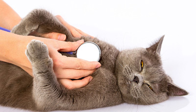 علائم بیماری قلبی در گربه، پیشگیری و درمان 