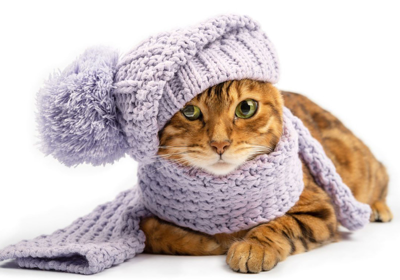 ایا گربه ها سردشان می شود؟