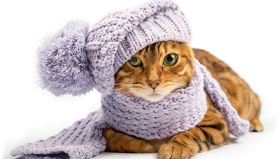 ایا گربه ها سردشان می شود؟