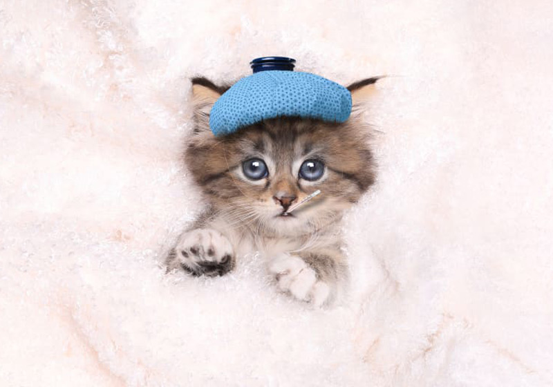 همه چیز درباره سرما خوردگی گربه و بچه گربه