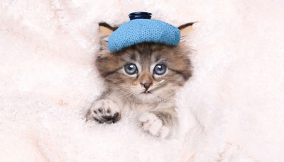 همه چیز درباره سرما خوردگی گربه و بچه گربه