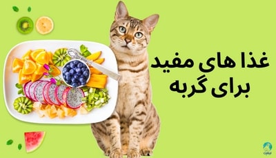 غذاهای مفید برای گربه چیست؟