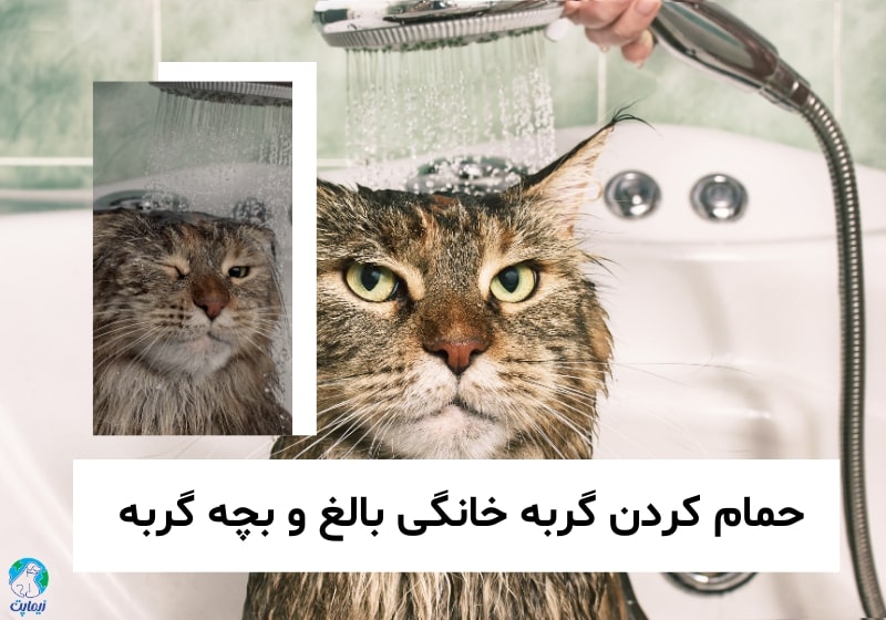 شستن گربه خانگی ، همه چیز درباره حمام کردن گربه خانگی بالغ و بچه گربه