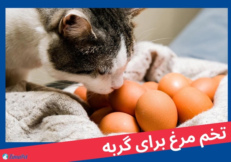 آیا تخم مرغ برای گربه مفید است؟