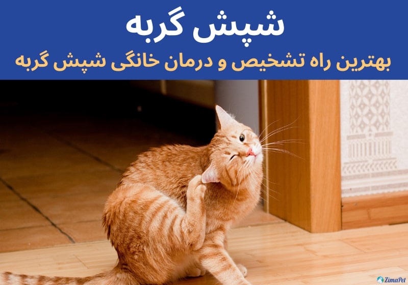 شپش گربه، بهترین راه تشخیص و درمان خانگی شپش گربه
