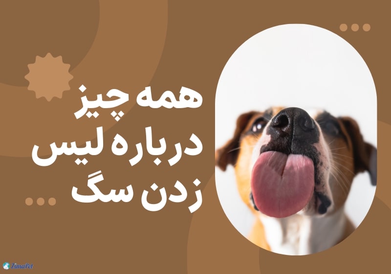 همه چیز درباره لیس زدن سگ 