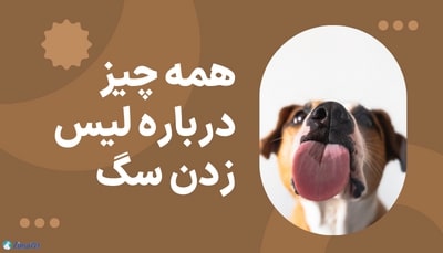 همه چیز درباره لیس زدن سگ 