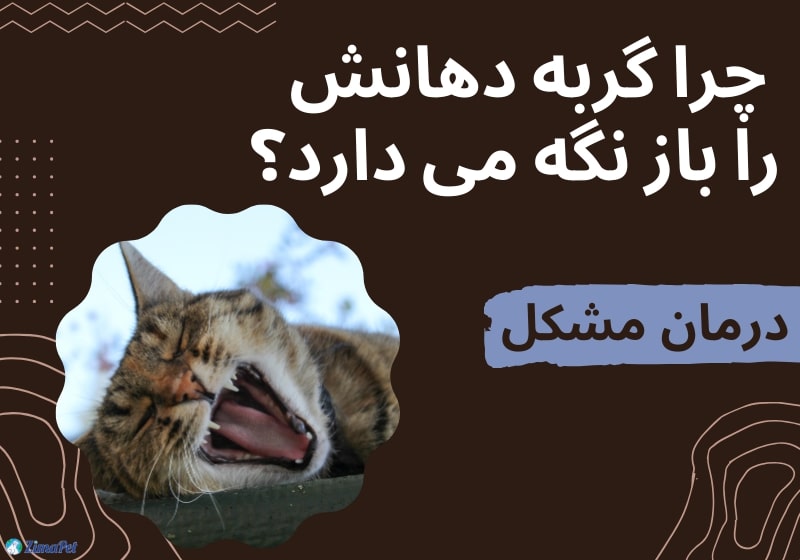 چرا گربه دهانش را باز نگه می دارد؟