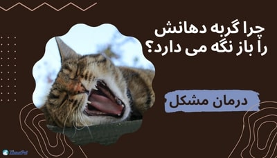 چرا گربه دهانش را باز نگه می دارد؟