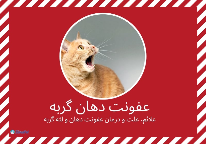 عفونت دهان گربه