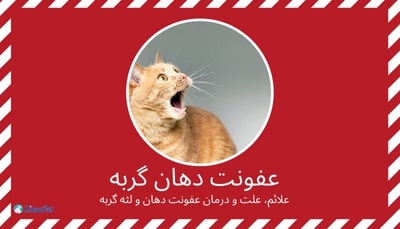 عفونت دهان گربه