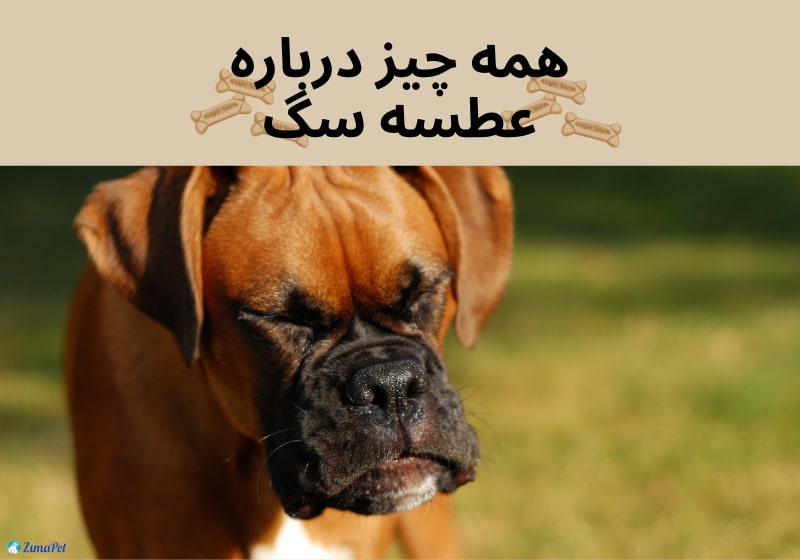 عطسه سگ