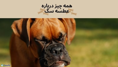 عطسه سگ