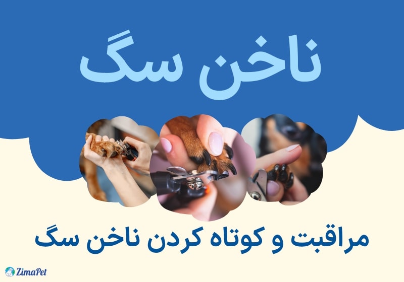 راهنمای کامل مراقبت و کوتاه کردن ناخن سگ
