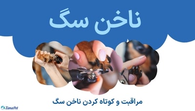 راهنمای کامل مراقبت و کوتاه کردن ناخن سگ