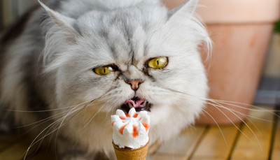 بستنی گربه چیست؟ طرز تهیه و نحوه نگهداری و مصرف