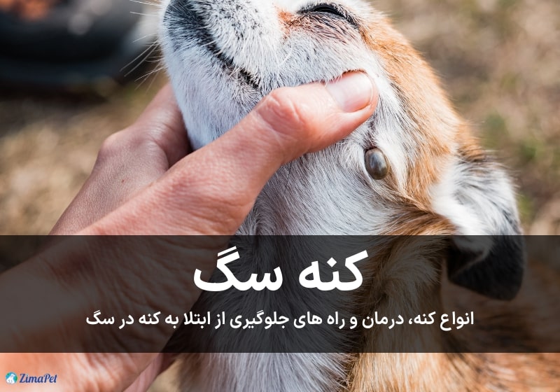 کنه سگ
