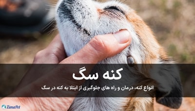 کنه سگ