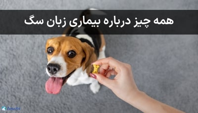 همه چیز درباره بیماری زبان سگ 