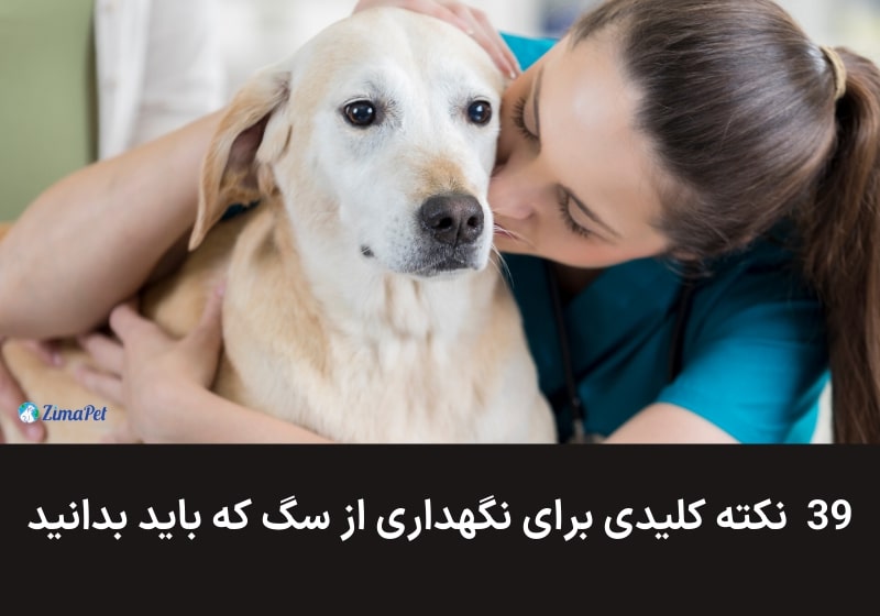 39 نکته کلیدی برای نگهداری از سگ که باید بدانید!