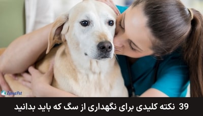 39 نکته کلیدی برای نگهداری از سگ که باید بدانید!