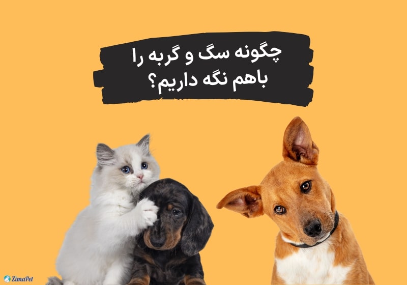 چگونه سگ و گربه را باهم نگه داریم؟