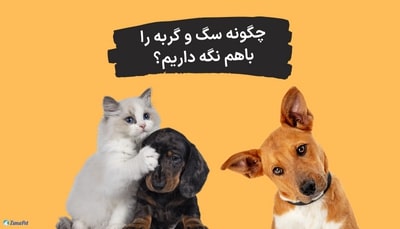 چگونه سگ و گربه را باهم نگه داریم؟