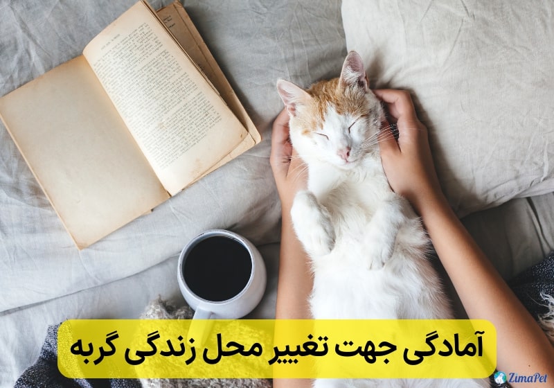 تغییر محل زندگی گربه