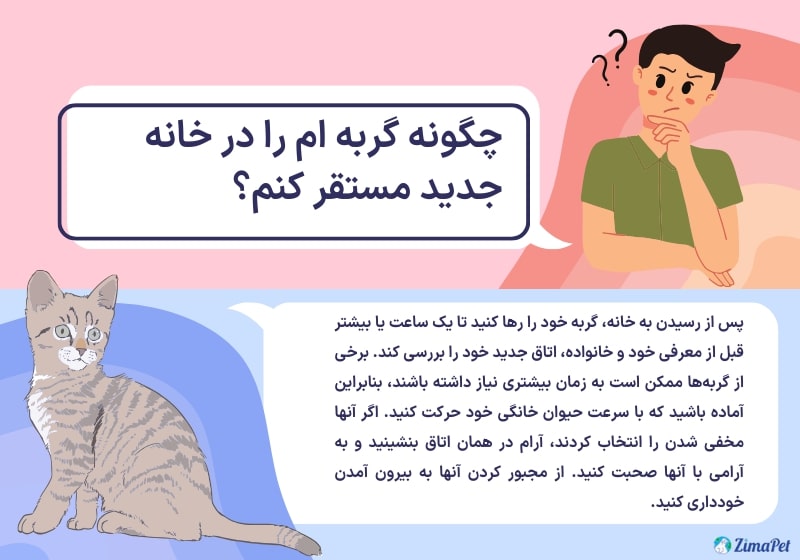 تغییر محل زندگی گربه