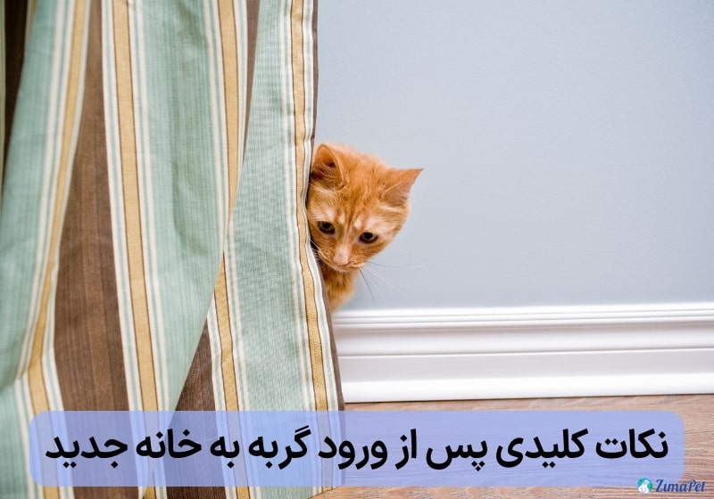 تغییر محل زندگی گربه