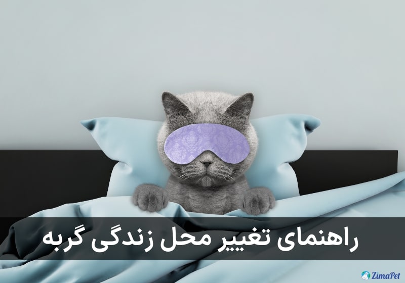راهنمای تغییر محل زندگی گربه 