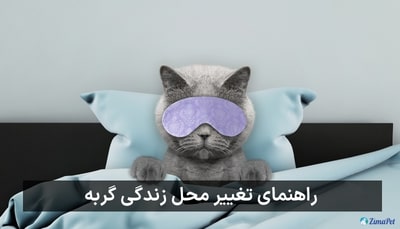 راهنمای تغییر محل زندگی گربه 