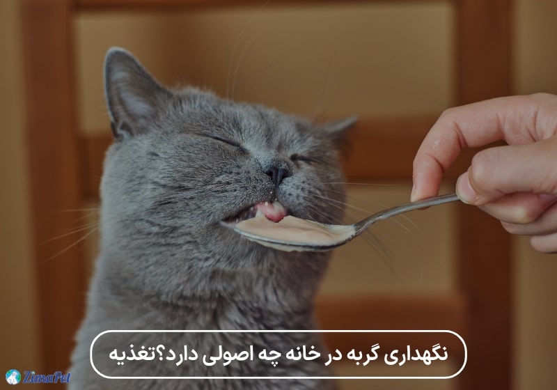 راهنمای کامل نگهداری گربه در خانه 