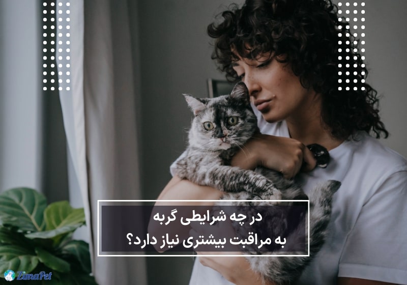 نگهداری گربه در خانه 
