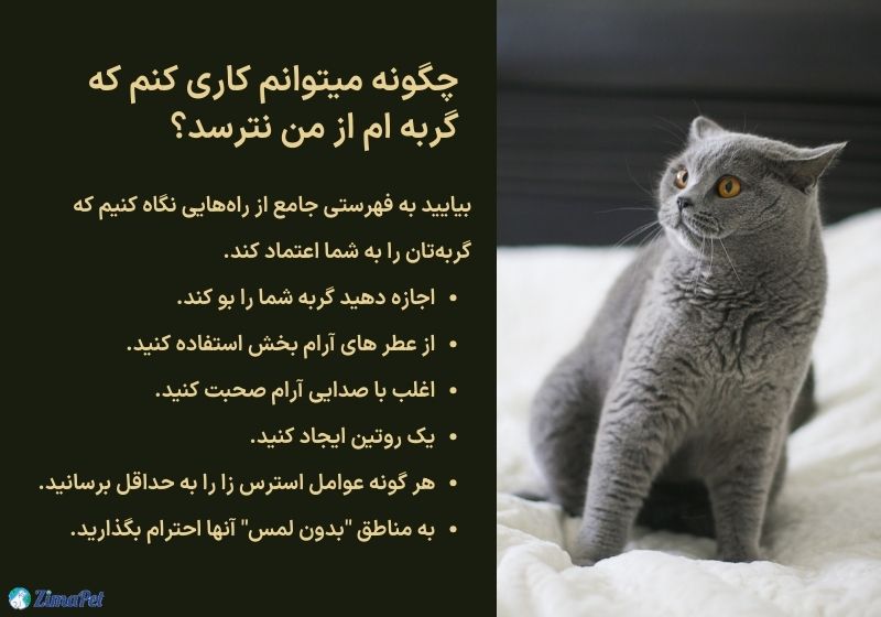 چرا گربه‌ام از من میترسه