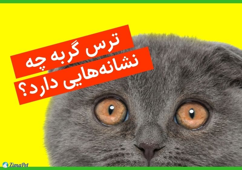چرا گربه‌ام از من میترسه