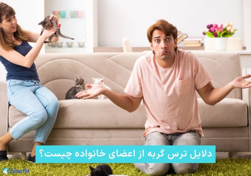 چرا گربه‌ام از من میترسه