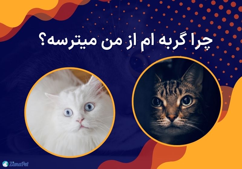 چرا گربه ام از من میترسه؟