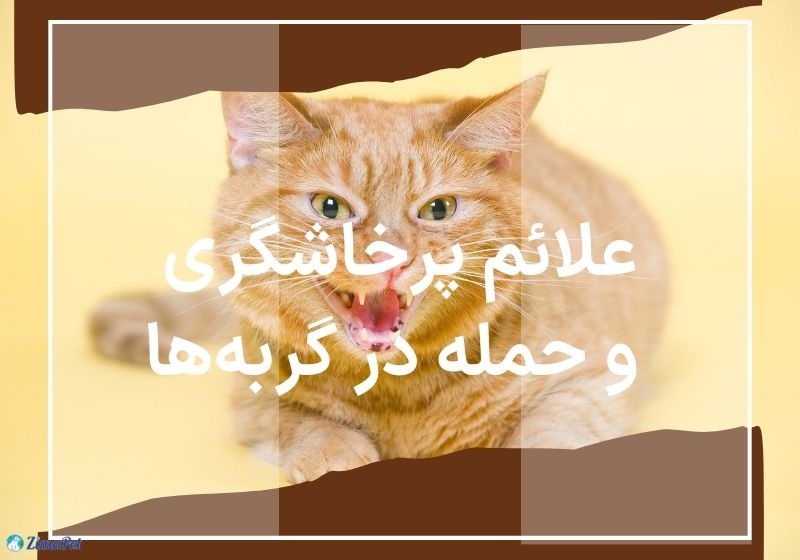 دلایل حمله گربه به انسان