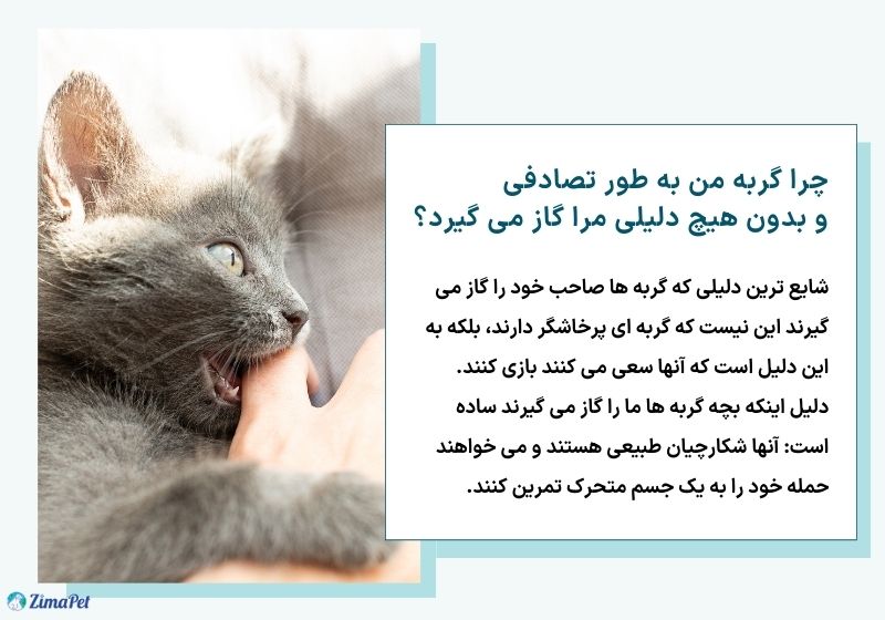 دلایل حمله گربه به انسان
